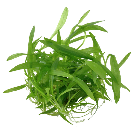 Dennerle Helanthium bolivianum Quadricostatus