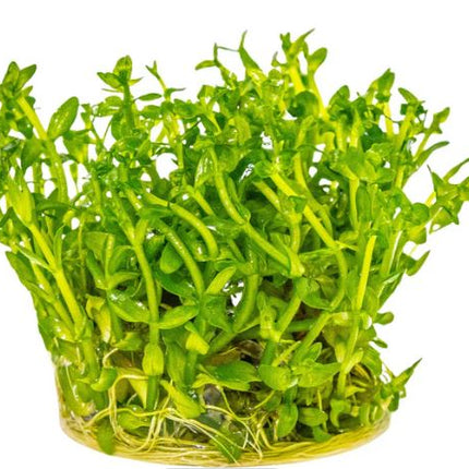 Bacopa caroliniana