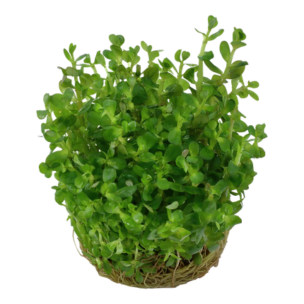 Dennerle Rotala indica