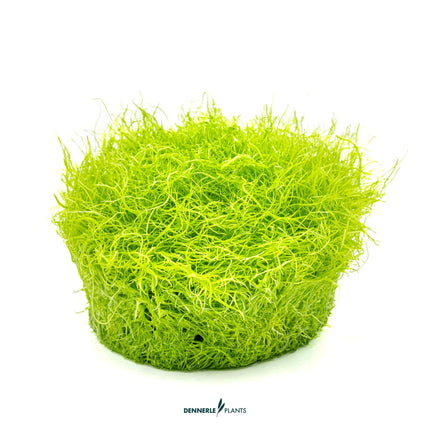 Utricularia graminifolia