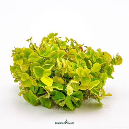 Phyllanthus fluitans