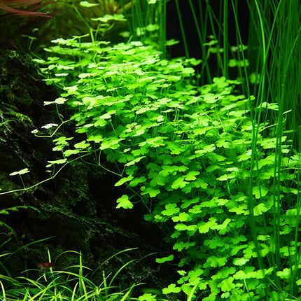 Dennerle Hydrocotyle tripartita