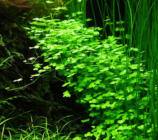 Dennerle Hydrocotyle tripartita