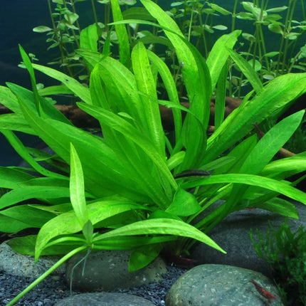 Dennerle Helanthium bolivianum Quadricostatus
