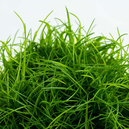 Dennerle Eleocharis acicularis