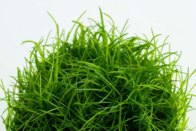 Dennerle Eleocharis acicularis