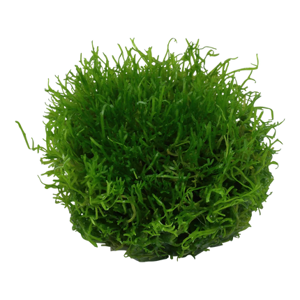 Dennerle Riccia fluitans