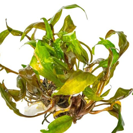 Cryptocoryne undulata 'Broad Leaf'