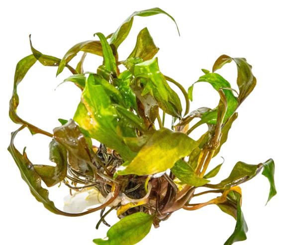 Cryptocoryne undulata 'Broad Leaf'