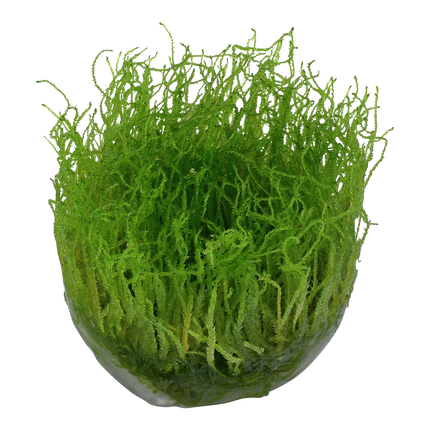 Tropica Taxiphyllum barbieri Java Moss