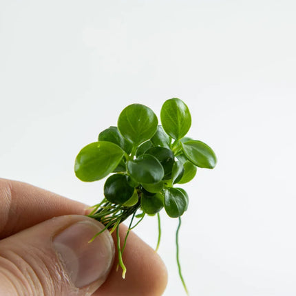 Dennerle Anubias 'Mini Coin'