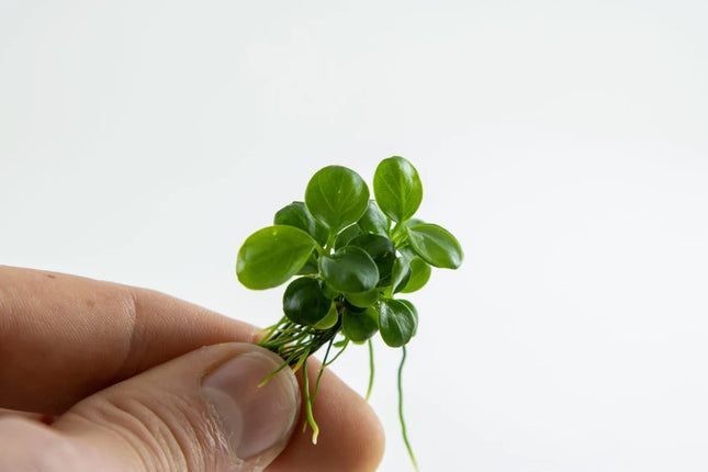 Dennerle Anubias 'Mini Coin'