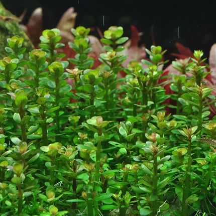 Dennerle Rotala indica