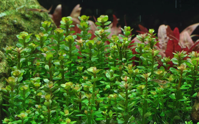 Dennerle Rotala indica