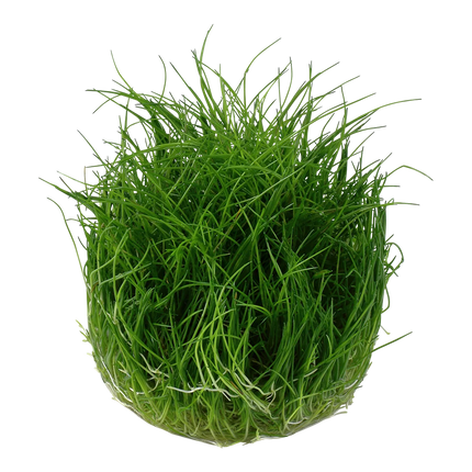 Tropica Eleocharis pusilla