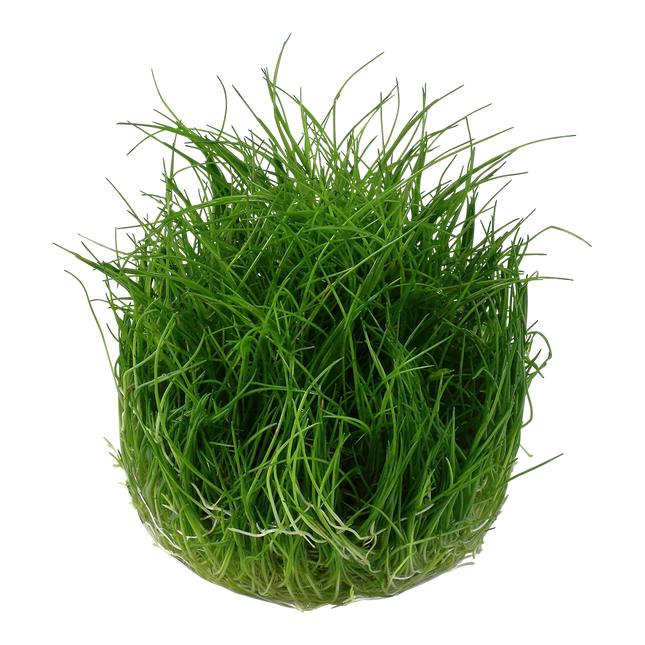 Tropica Eleocharis pusilla