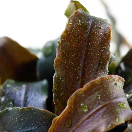 Bucephalandra Kedagang Tropica