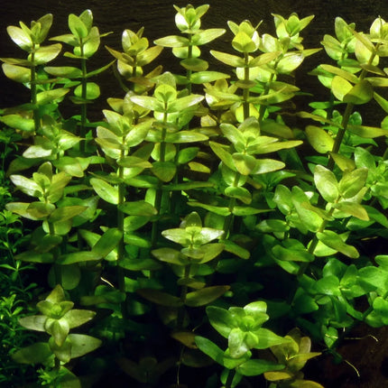 Dennerle Bacopa caroliniana