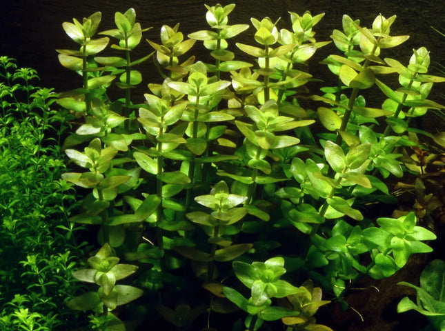 Dennerle Bacopa caroliniana