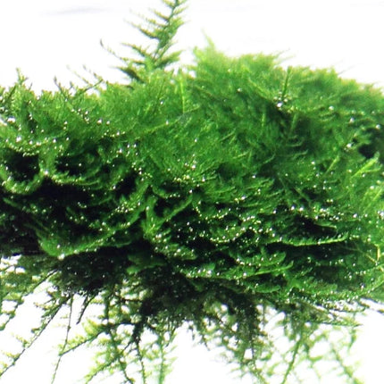 Tropica Vesicularia montagnei Christmas Moss