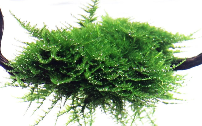 Tropica Vesicularia montagnei Christmas Moss