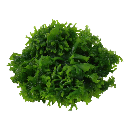 Dennerle Monosolenium tenerum