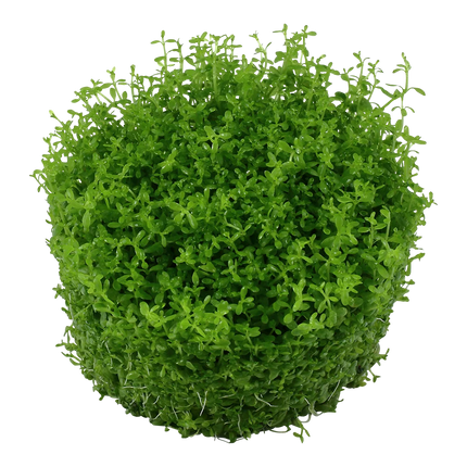 Tropica Hemianthus callitrichoides Cuba
