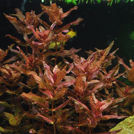 Dennerle Rotala macrandra