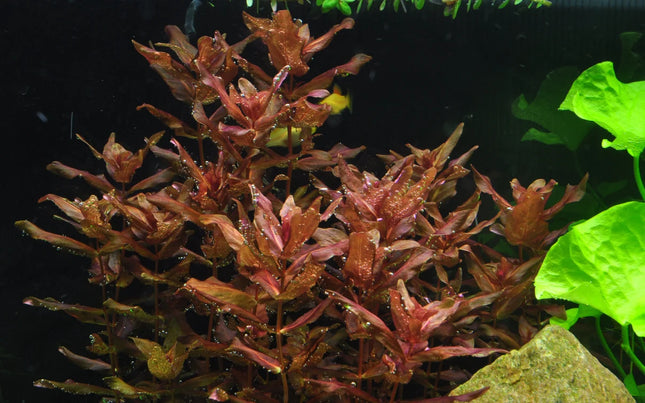 Dennerle Rotala macrandra