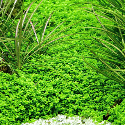 Tropica Hemianthus callitrichoides Cuba