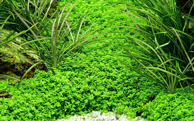 Tropica Hemianthus callitrichoides Cuba