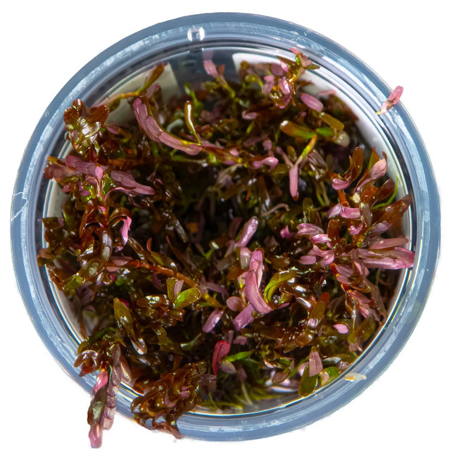 Tropica Rotala rotundifolia 'Blood Red'