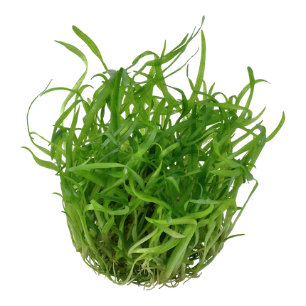 Tropica Sagittaria subulata