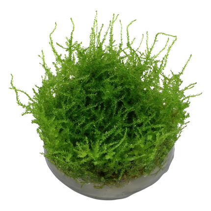 Tropica Vesicularia montagnei Christmas Moss