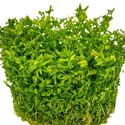 Hemianthus micranthemoides