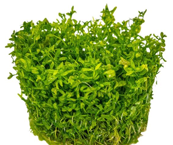 Hemianthus micranthemoides