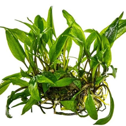 Cryptocoryne wendtii 'Green'
