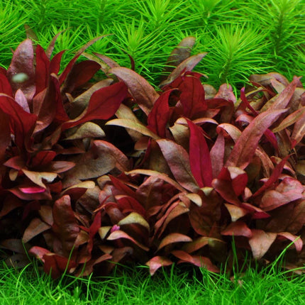Tropica Alternanthera reineckii 'mini' 1-2-GROW