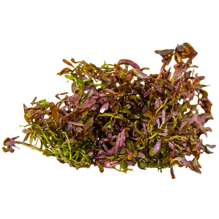 Tropica Rotala rotundifolia 'Blood Red'