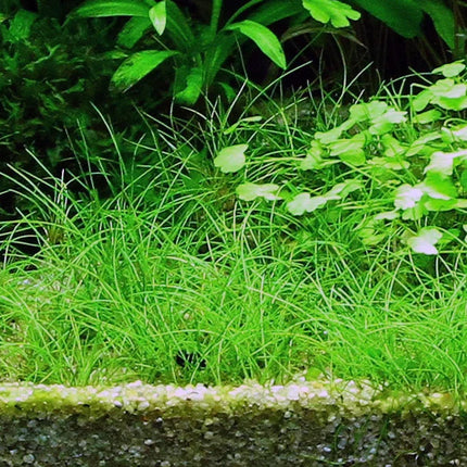 Dennerle Eleocharis acicularis