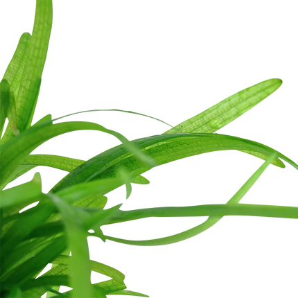 Tropica Sagittaria subulata