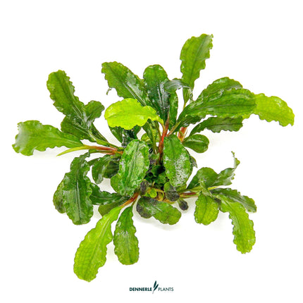 Bucephalandra pygmaea 'Bukit Kelam'