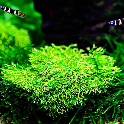 Dennerle Riccia fluitans