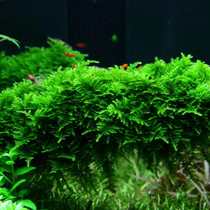 Tropica Vesicularia montagnei Christmas Moss