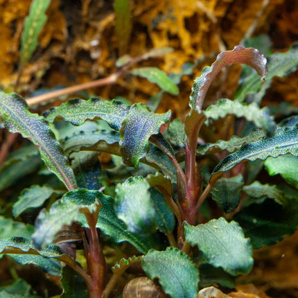 Bucephalandra Kedagang Tropica
