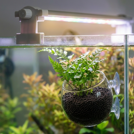 AquaDella Glass Plant Cup