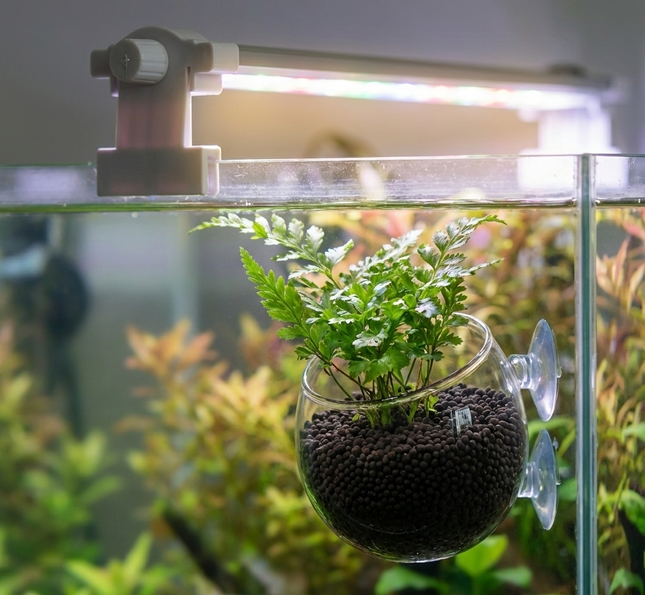 AquaDella Glass Plant Cup