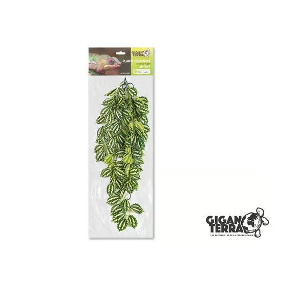 2 X GiganT Pilea Hanging Plant 260 - 70cm-Next Day Delivery