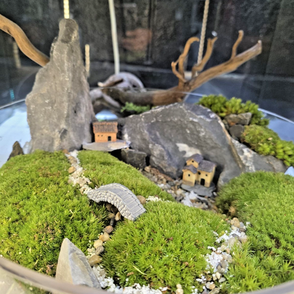 Live Moss Terrarium Glass Bowl | Miniature Village Garden | Zen Rock Scenery