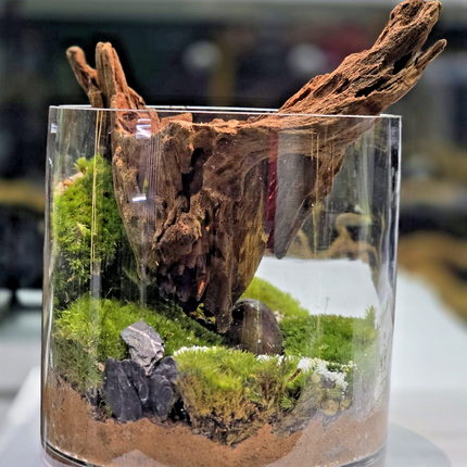 Handcrafted Woodland Moss Terrarium | Low Maintenance Indoor Desk Plant & Decor